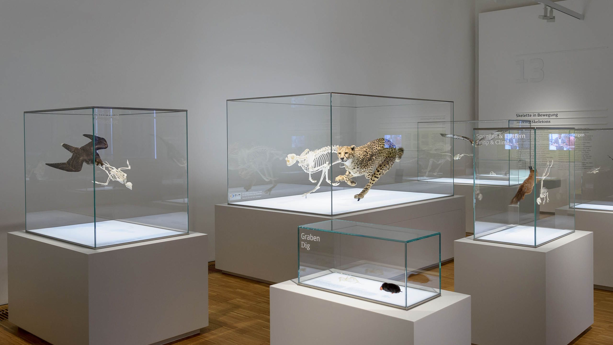 Naturkundemuseum 5