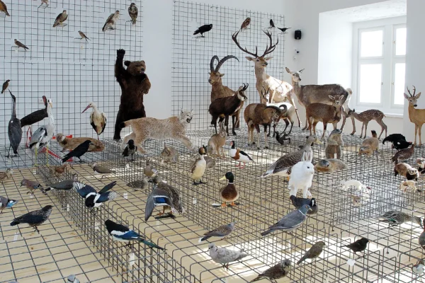 Sammlung an präparierten Wildtiere