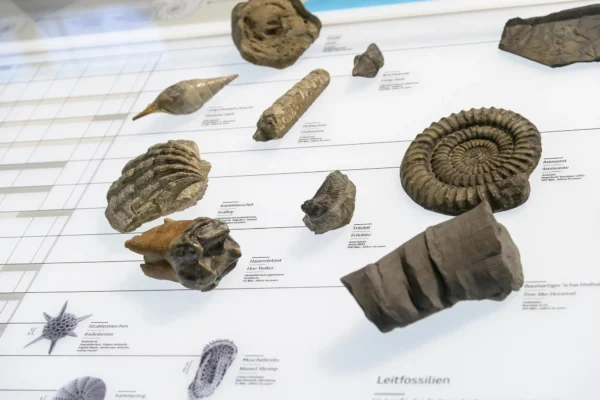 Detailansicht Fossilien