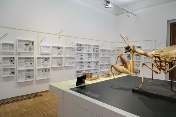 Raum zum Thema Insekten