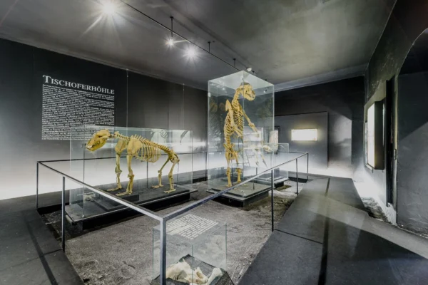 Heimatmuseum Kufstein, Höhlenbären Tischoferhöhle