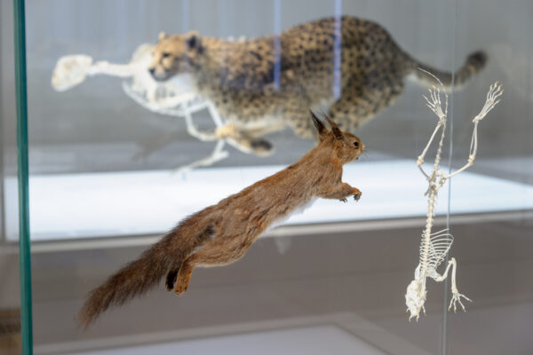Naturkundemuseum Universalmuseum Joanneum Graz